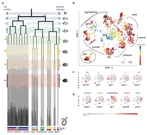 Single Cell Transcriptomics In The Early C Elegans Embryo A The Download Scientific Diagram