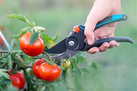 Tomato Plants Care: A Comprehensive Tutorial - Plantora