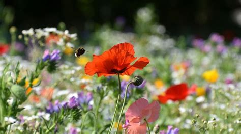 Wilde Inheemse Tuinplanten Artofit