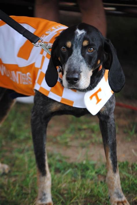 355 best TN Mascot...Smokey thru the years images on Pinterest ...