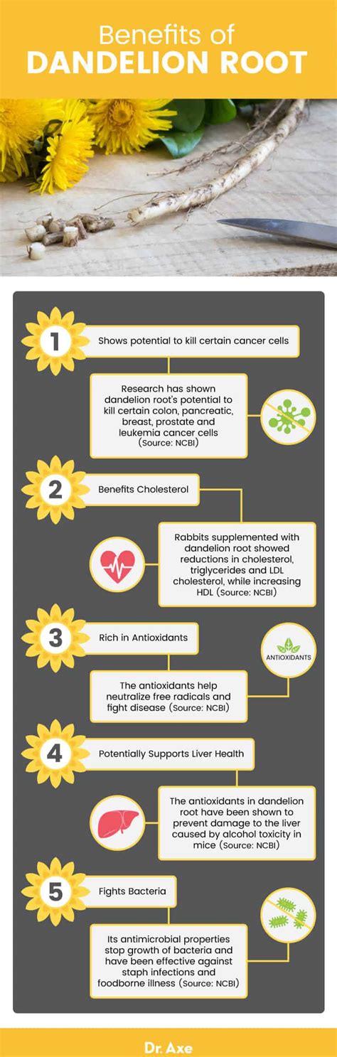 Dandelion Health Benefits: Leaves Root [INFOGRAPHIC], 40% OFF