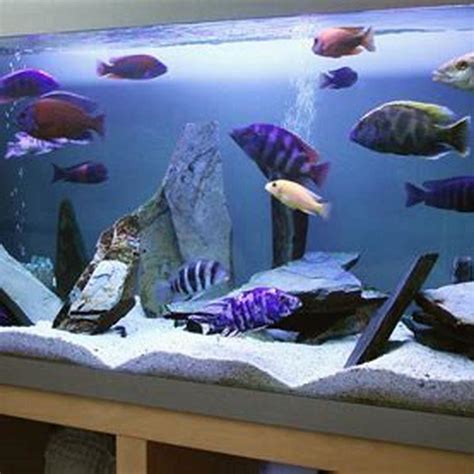 How Big Do Orange African Cichlids Get DIY Seattle