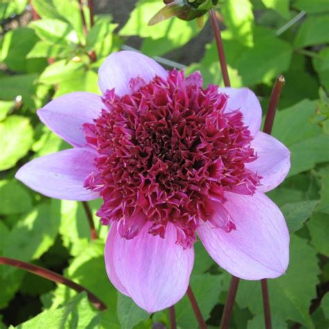 Dahlia Blue Bayou