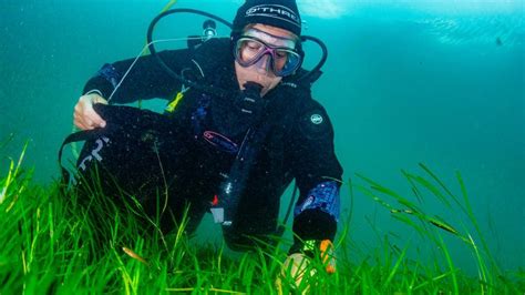 Planting begins on UK's biggest seagrass restoration project off North ...