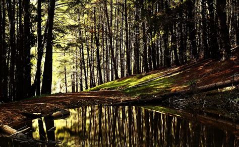 Trees Forest Woods Nature Outdoors Pond Water Reflection Tree