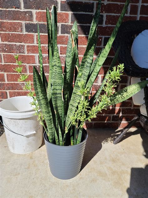My snake plant is blooming! : r/houseplants