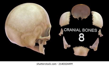 Human Skeleton Cranial Bones Anatomy 3d Stock Illustration 2140324499 ...