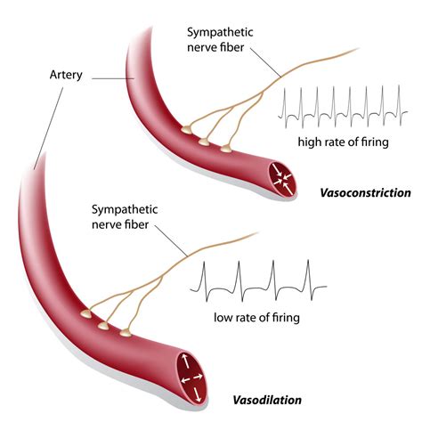 Blood Pressure Regulation at a Glance: How Determinants Affect Blood ...