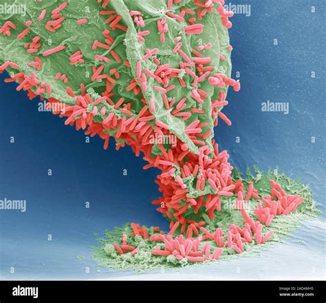 Marine bacteria. Coloured scanning electron micrograph (SEM). Marine bacteria are abundant and ...