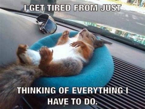 Squirrel Memes That Will Melt Your Heart Sayingimages