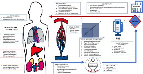 Frontiers Extracorporeal Organ Support And The Kidney