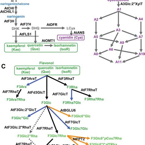 Flavonoid Biosynthetic Genes Characterized In Arabidopsis Thaliana