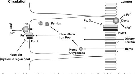 Figure 1 From Intestinal Iron Absorption Semantic Scholar