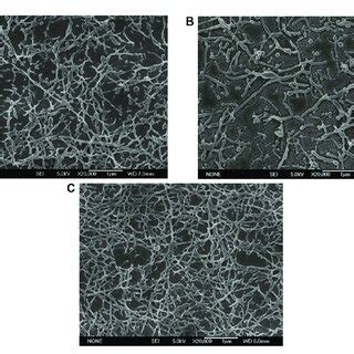 Electron micrographs of PLGA nanoparticles fabricated with different... | Download Scientific ...