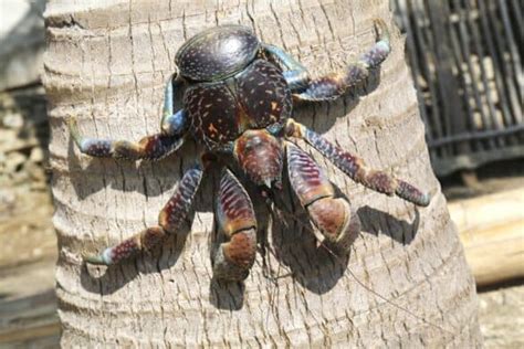 Are Coconut Crabs Dangerous To Humans