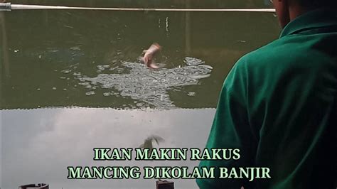 Ikan Makin Rakus Mancing Di Kolam Banjir Strikenya Bertubi Dikolam