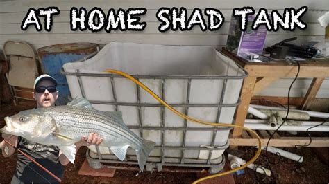 Building An At Home Shad Bait Tank From A 275 Gallon Water Storage Tank