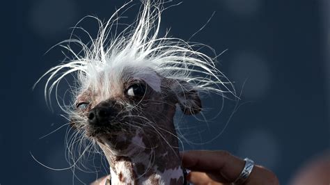 Photos Meet Martha Worlds Ugliest Dog The Two Way Npr