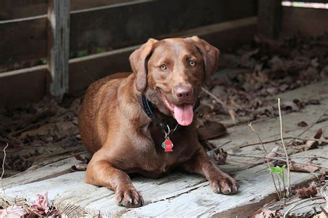 Chesador Chesapeake Bay Retriever And Lab Mix Info Pics Facts Hepper