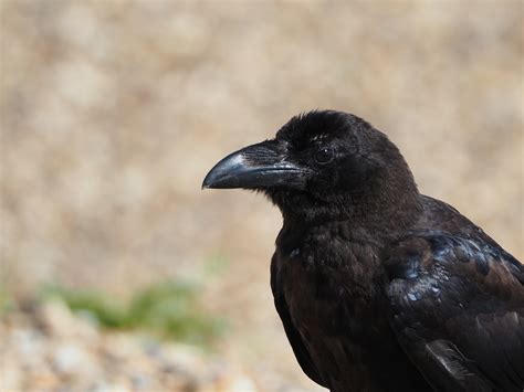 Bird Crow Hurst Castle 230807 1 Judy Napper Flickr