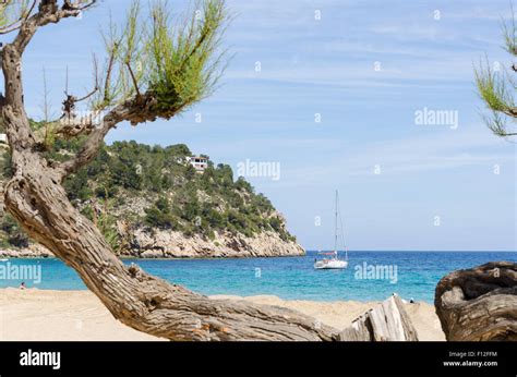 Cala San Vicente Beach Ibiza Spain Stock Photo Alamy