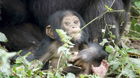 Djur V Xer Upp Hem Den Officiella Hemsidan F R National Geographic