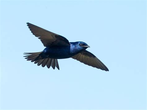 Purple Martin Migration: A Complete Guide | Birdfact