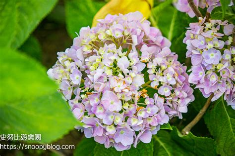 【樹林景點】樹林草花植生公園～最新繡球花秘境，免上陽明山這裡也有1500株繡球花免費欣賞，樹林萬坪公園旁 史努比遊樂園