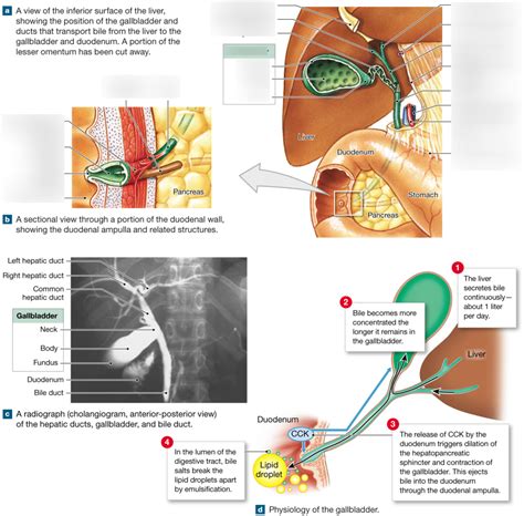 Gallbladder and bile ducts Diagram | Quizlet