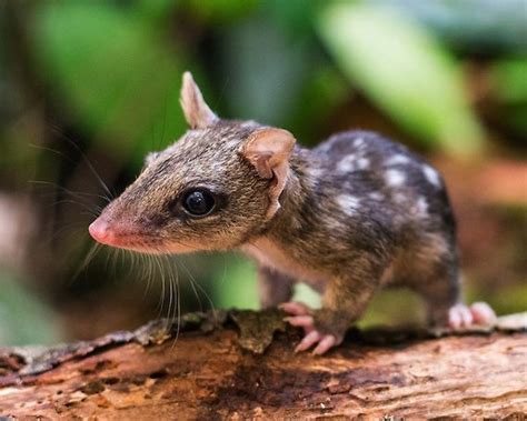 Spotted Tailed Quoll Dasyurus Maculatus Dasyure Tigre Ou Chat