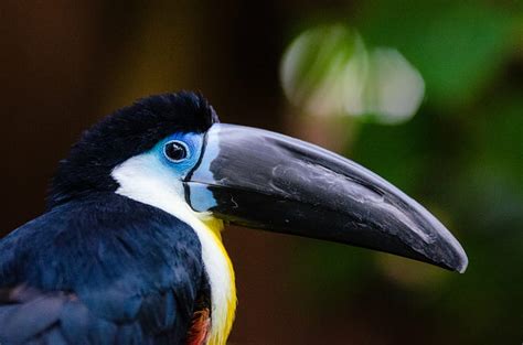 Burung Paruh Besar Warna Biru 12 Jenis Burung Kecil Yang Rajin Bunyi