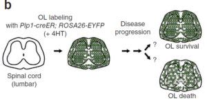 oligodendrocyte precursor cells – Dwight Bergles Laboratory