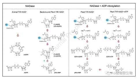 Molecular Plant 柴继杰团队详细综述植物免疫受体的结构、生化功能和信号传导机制！ 知乎