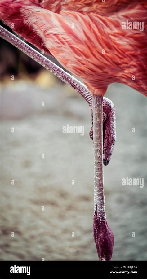 Flamingo Feet Hi Res Stock Photography And Images Alamy