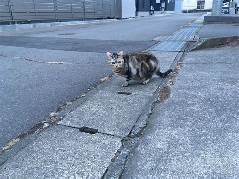 ほんの少しだけ外猫の気分になる 猫のくるみ お世話日記