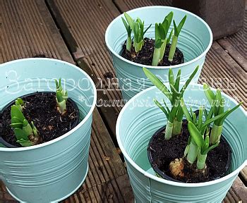 Нарциссы в Горшке в Домашних Условиях. Уход, Фото