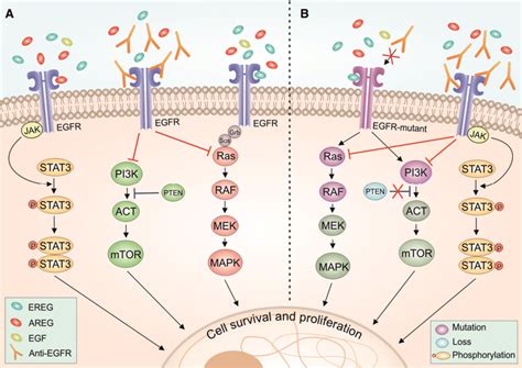 Egfr Pathway Map