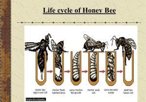 Lifespan Of A Bee Lifecycle Of A Honey Bee Science Bugs Spiders | AdinaPorter