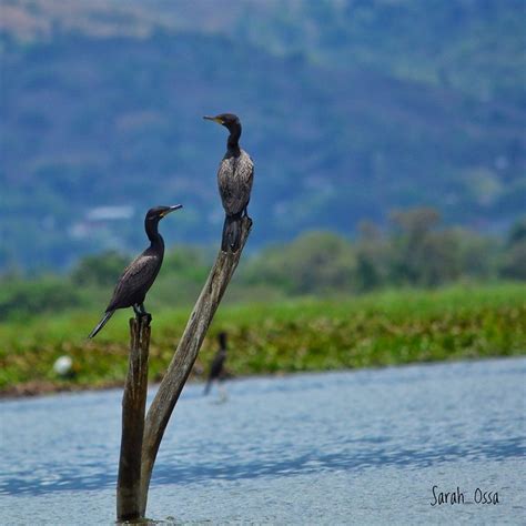 Cormor N Neotropical Neotropic Cormorant Flickr