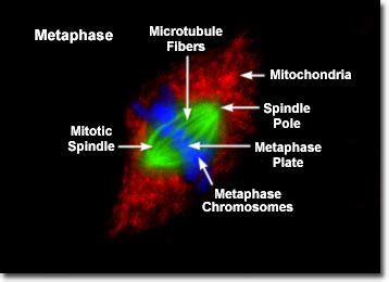 Molecular Expressions Cell Biology: Mitosis with Fluorescence ...