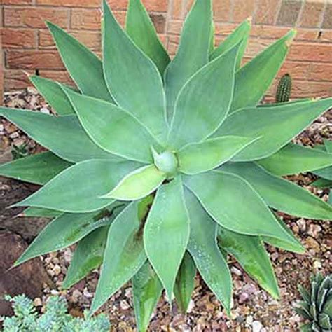 Agave Plant Nutrition Facts Agave Plant Health Benefits