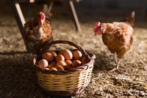 What Time Of Day Do Chickens Lay Eggs [and The Best Time To Collect M