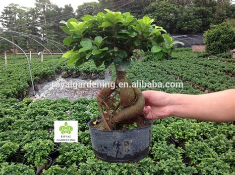 Ficus Microcarpa Ginseng High Quality Ficus Microcarpa Ginseng On