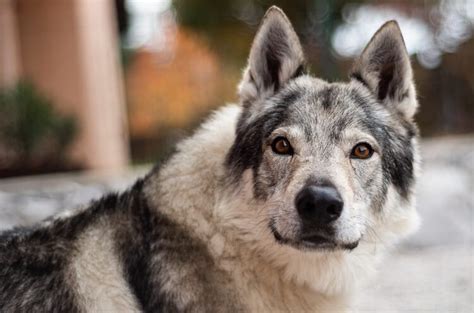 Czechoslovakian Wolfdog Appearance, Facts, Temperament & Care | All ...