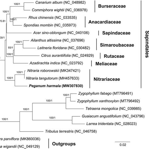 Phylogenetic Tree Reconstructed By Maximum Likelihood Ml And Bayesian