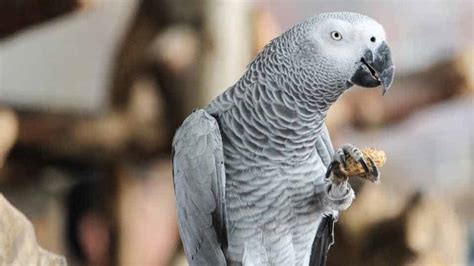 Best Pet Birds For Beginners That Talk Honest Advice Birdsacademy