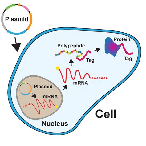 Mammalian Expression C Terminal Tag Codon Optimization Apheon