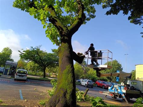 Alberi Pericolanti E A Rischio Caduta Ecco Le Procedure Da Seguire