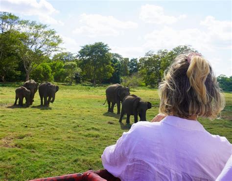 Minneriya National Park Half Day Sri Lanka Jeep Safari GetYourGuide