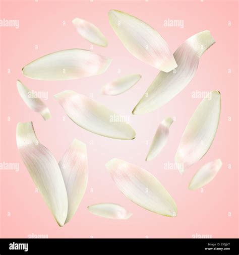 White Lotus Flower Petals Falling On Pink Background Stock Photo Alamy